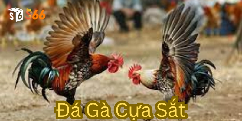 Đá gà Cựa Sắt là gì?