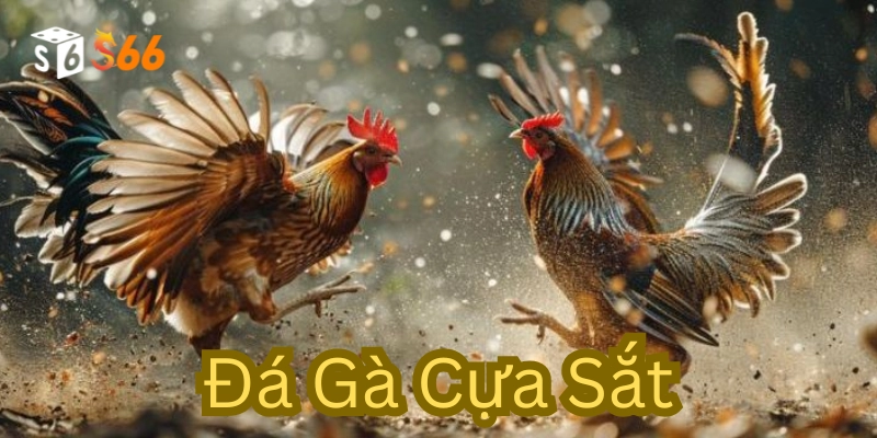 Luật chơi Đá Gà Cựa Sắt