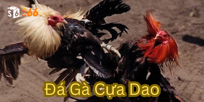 Mẹo chọn gà trong cá cược