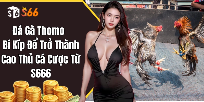 Đá gà thomo là gì?