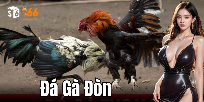 Quy tắc và các quy định trong cuộc thi đá gà đòn