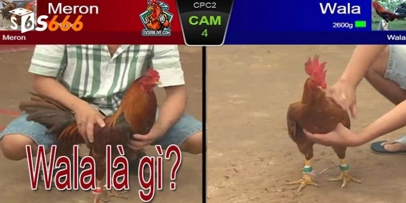 Các cửa cược wala là gì, meron là gì trong chọi gà