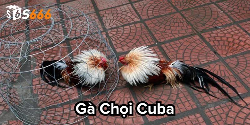 Giải đáp mọi thắc mắc cho sư kê