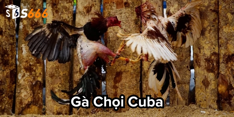 Tìm hiểu về gà chọi Cuba